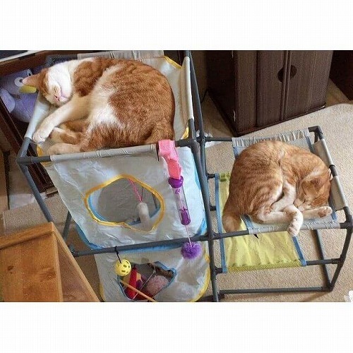 愛猫がハッピーに暮らすために。用意してあげたい2つの快適スペース