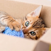 これでバッチリ！触らせてくれない猫との距離をグッと縮める方法