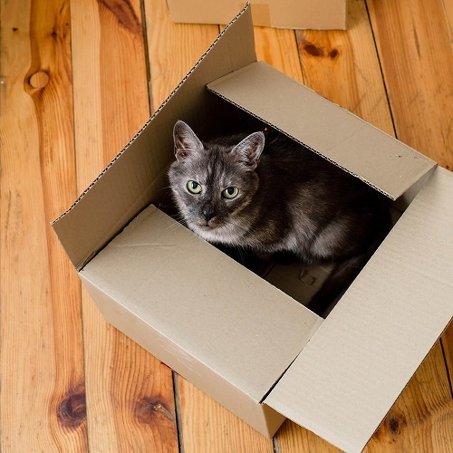 引っ越しをしたら猫の性格が変わった。環境の変化で起こる猫のストレス