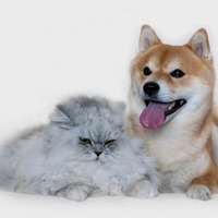 好きなの？嫌いなの？猫がヤキモチを焼く意外なモノはこの3つ！