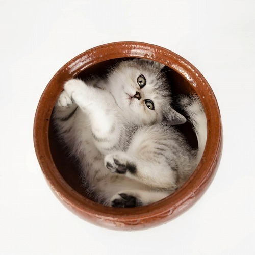 寒い夜、ツンデレな猫に「添い寝」してもらうための究極の方法とは