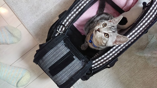 おでかけしなくても・・・