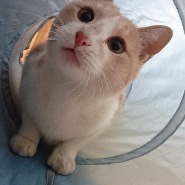 ここはどこかにゃ