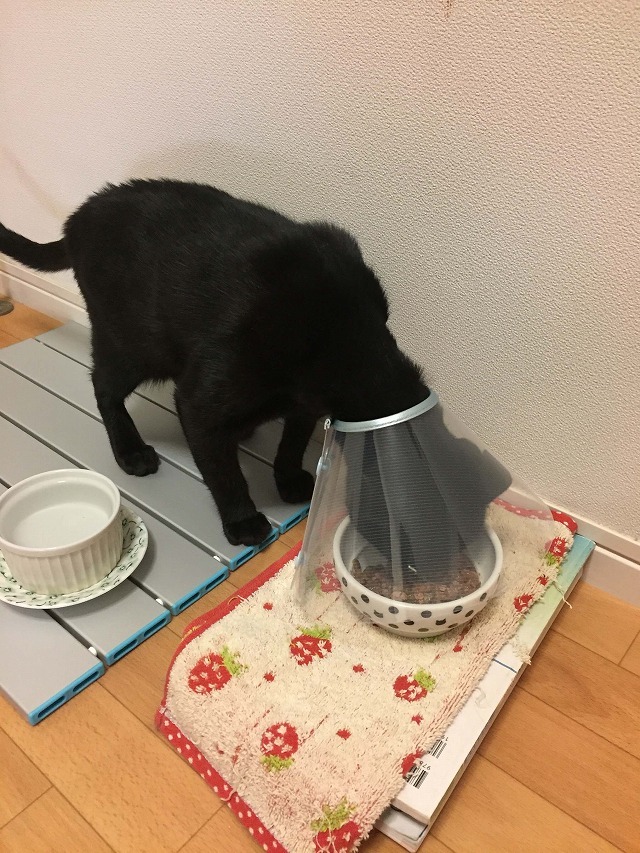 カラーしててもモリモリ食べたよ