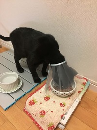 カラーしててもモリモリ食べたよ