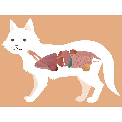 猫が吐いた時はやっぱり不安！飼い主さんの猫の嘔吐に対するQ&A