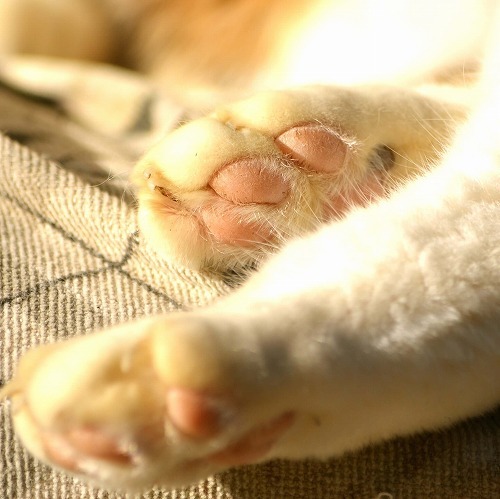 うちの猫の肉球から「ツノ」が！？知っているようで知らない肉球の不思議