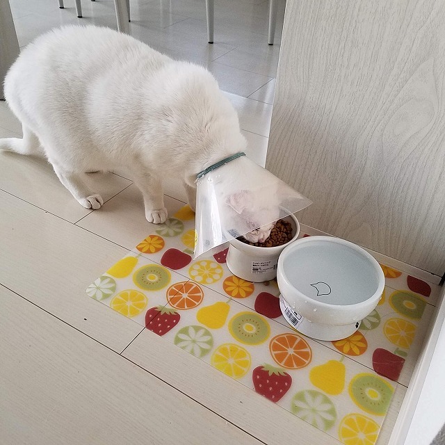 食べる事が出来ました(*≧∇≦)ﾉ