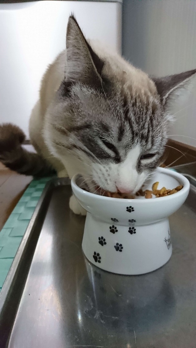 モリモリ食べるニャー