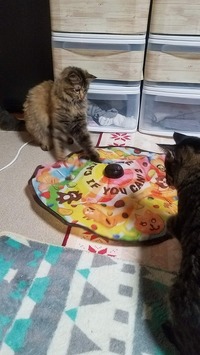 必死に遊ぶ猫と様子をうかがう猫