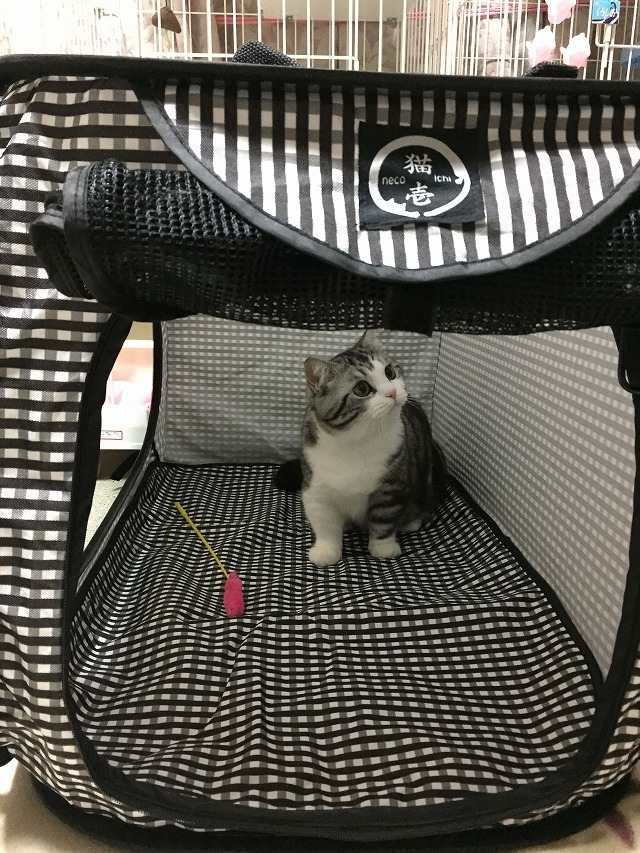 もう、ここから動かにゃいよぉ！