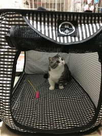 もう、ここから動かにゃいよぉ！