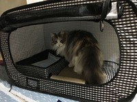 やっぱり便利なポータブルケージとトイレ