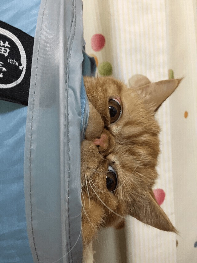 トンネルからこんにちはヾ(๑╹◡╹)ﾉ