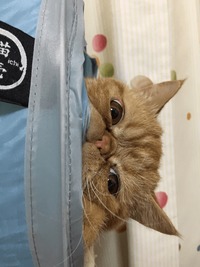 トンネルからこんにちはヾ(๑╹◡╹)ﾉ