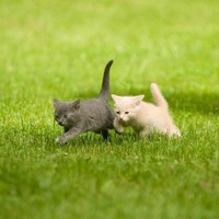 猫がオリンピックに出場したら？実はすごいネコの身体能力とは