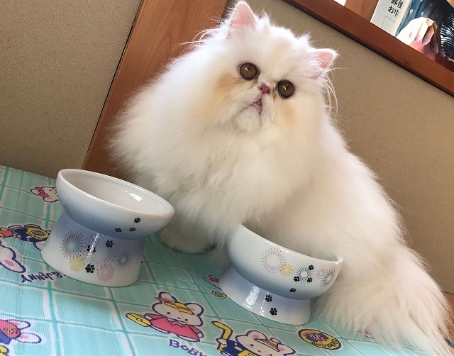 お気に入りの食器に囲まれて