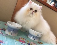 お気に入りの食器に囲まれて