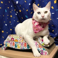 ２つとも私のニャ～！