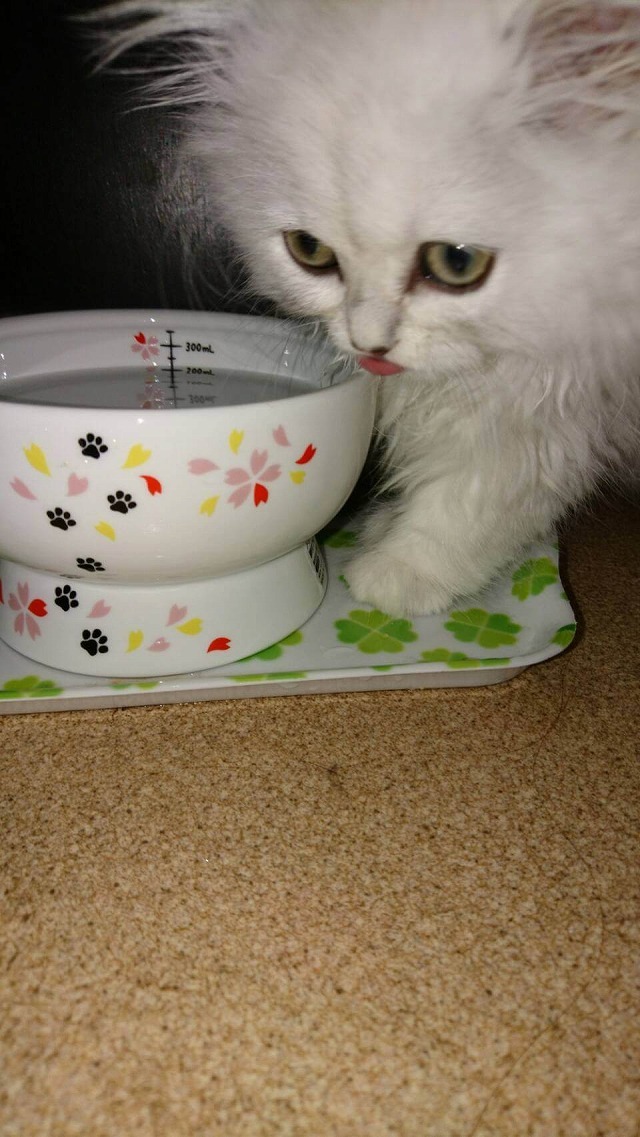 ウォーターウマイにゃー