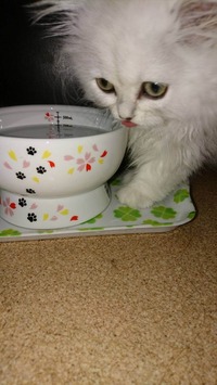 ウォーターウマイにゃー