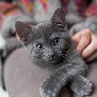愛猫の健康寿命を伸ばすために！飼い主さんがやっている7つの習慣とは