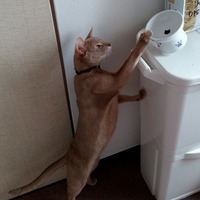 ちょーだい！！