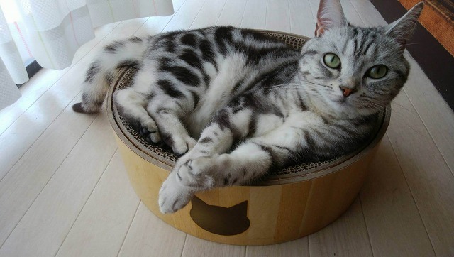 おちつくにゃ♡