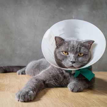 【猫の口内炎】実は命に関わることも！人とは全く違う猫の口内炎とは