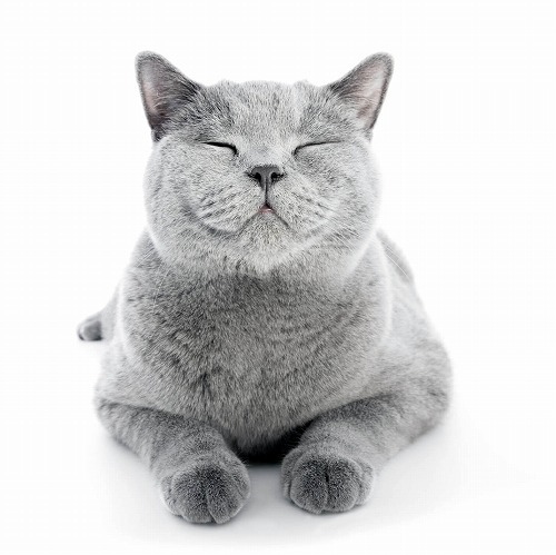 私のこといつまで覚えててくれる？猫の記憶力はどれくらいあるの？