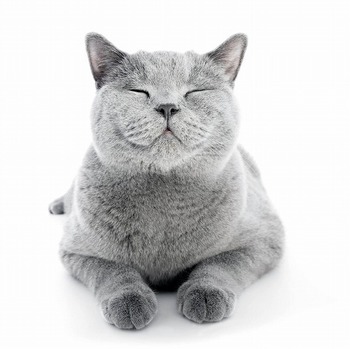 私のこといつまで覚えててくれる？猫の記憶力はどれくらいあるの？