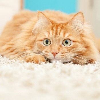 猫が不安を感じるとき。猫のパニック行動の５つのパターンと対処法