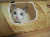 トンネルの中からこんにちは