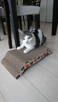 新しいツメとぎだにゃ☆