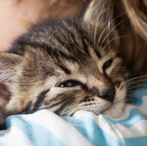 猫はゴロゴロ音で飼い主を飼い慣らしてる？猫がゴロゴロ喉を鳴らす意味