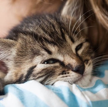 猫はゴロゴロ音で飼い主を飼い慣らしてる？猫がゴロゴロ喉を鳴らす意味