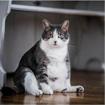 どこから要注意？猫が肥満と言われる基準と対策