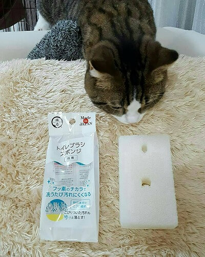 ＜猫壱＞　猫トイレ　掃除グッズ　トイレブラシスポンジ フッ素の力で洗うたび汚れにくくなる　猫ちゃん使用画像2