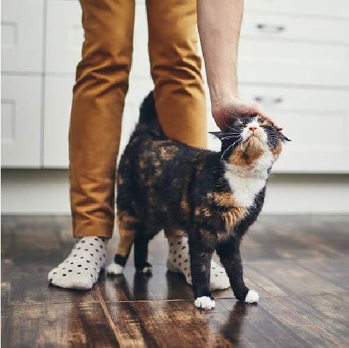 猫は3日で飼い主を忘れない！猫の実記憶力はどれくらい？