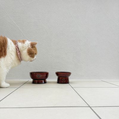 ＜猫壱＞猫用　脚付フードボウル　日本製　ブラウン　猫入り画像3