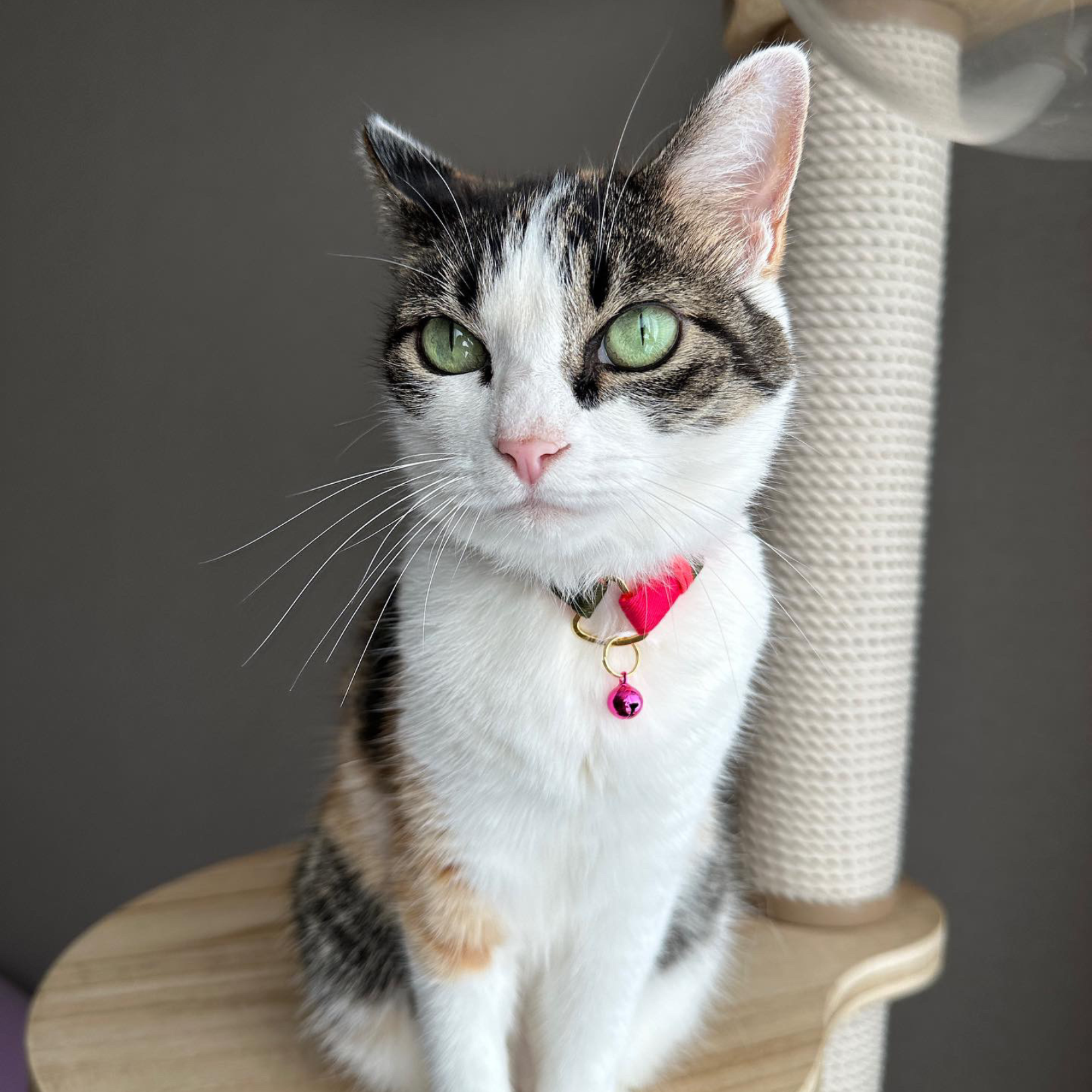 ＜猫壱＞ねこにやさしいVネック首輪  プレーン（ピンク／グレー）　ねこ画像３