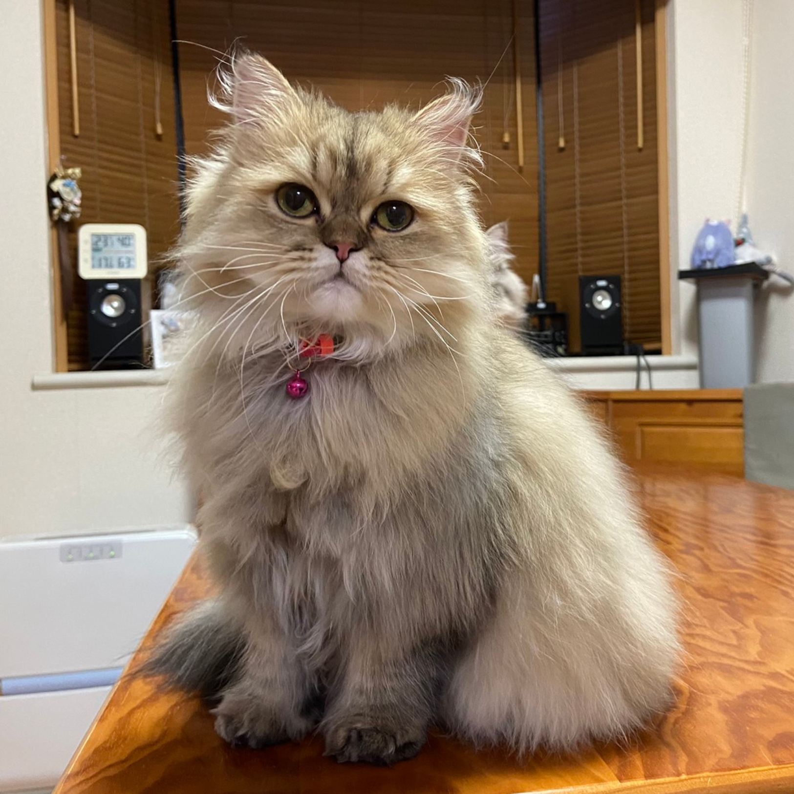 ＜猫壱＞ねこにやさしいVネック首輪  プレーン（ピンク／グレー）　ねこ画像４