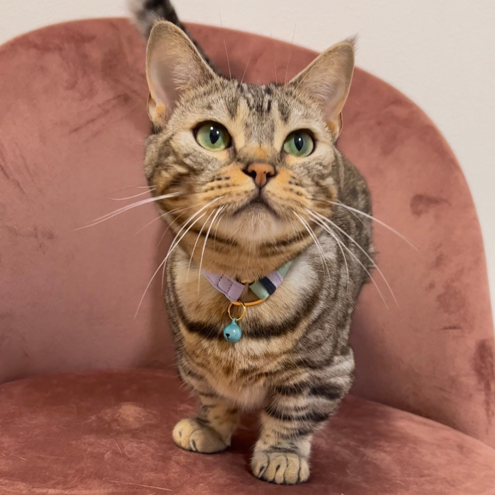 ＜猫壱＞ねこにやさしいVネック首輪  プレーン（ピンク／グレー）　ねこ画像１