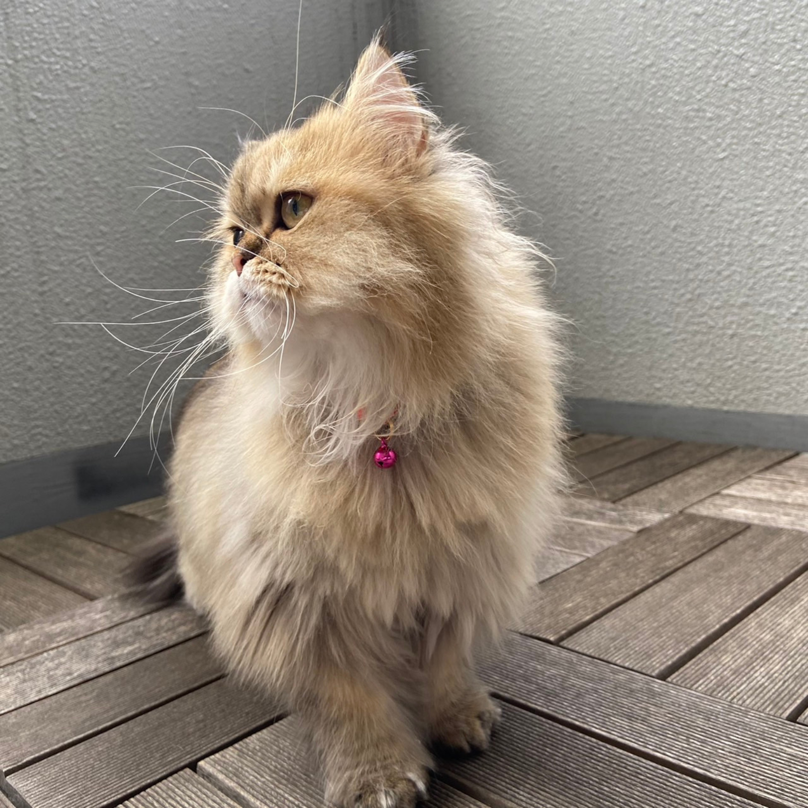 ＜猫壱＞ねこにやさしいVネック首輪  プレーン（ラベンダー／ライムグリーン）　ねこ画像５