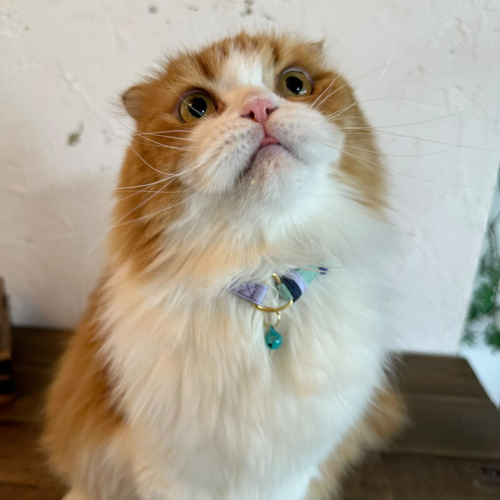 ＜猫壱＞ねこにやさしいVネック首輪  プレーン（カーキ／ビビッドピンク）　ねこ画像５