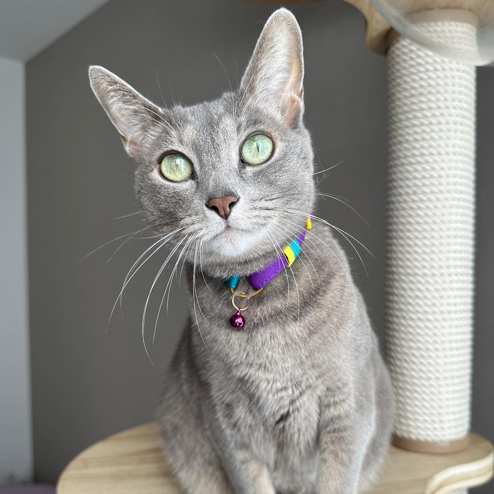 ＜猫壱＞ねこにやさしいVネック首輪  プレーン（カーキ／ビビッドピンク）　ねこ画像４