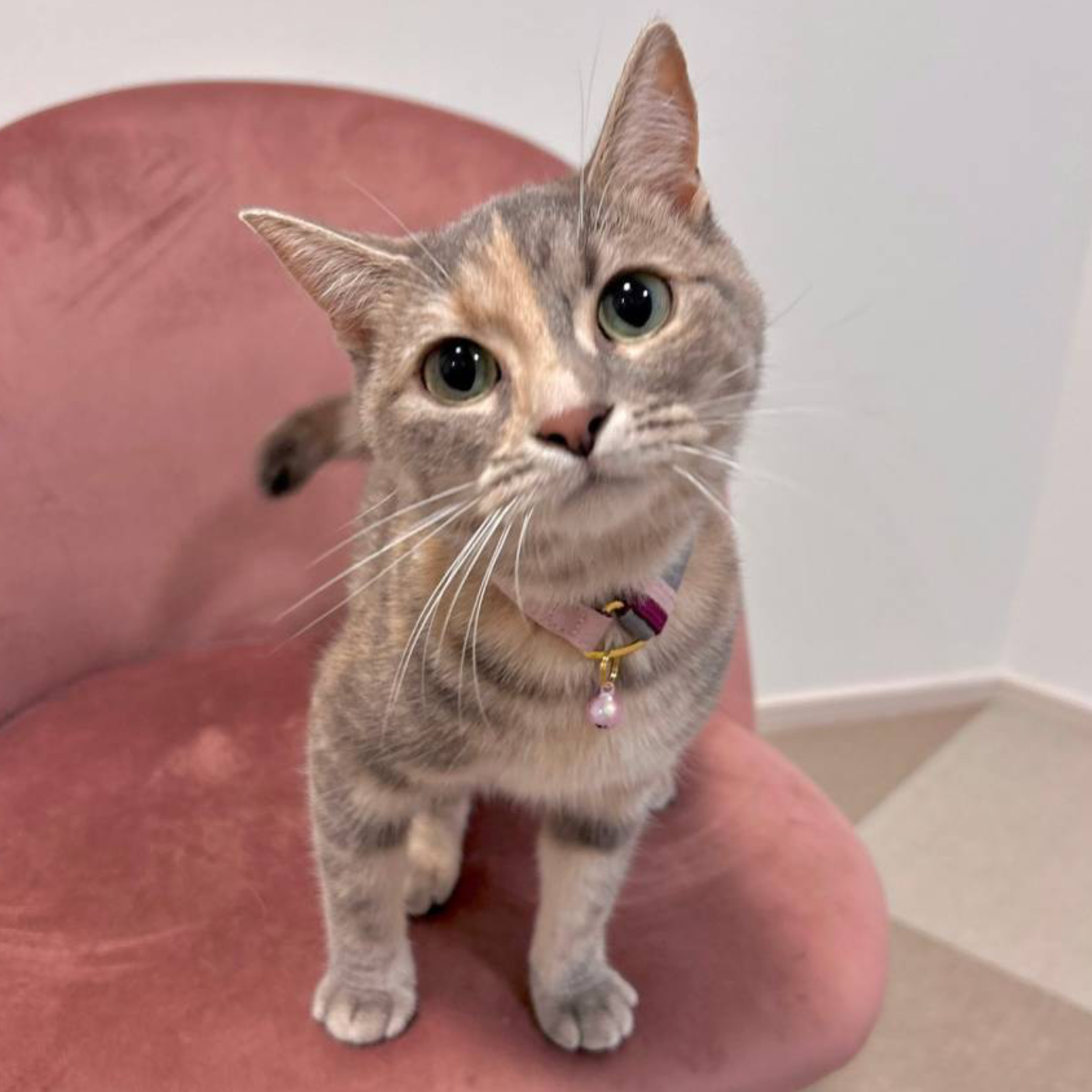 ＜猫壱＞ねこにやさしいVネック首輪  プレーン（エメラルドグリーン／パープル）　ねこ画像７