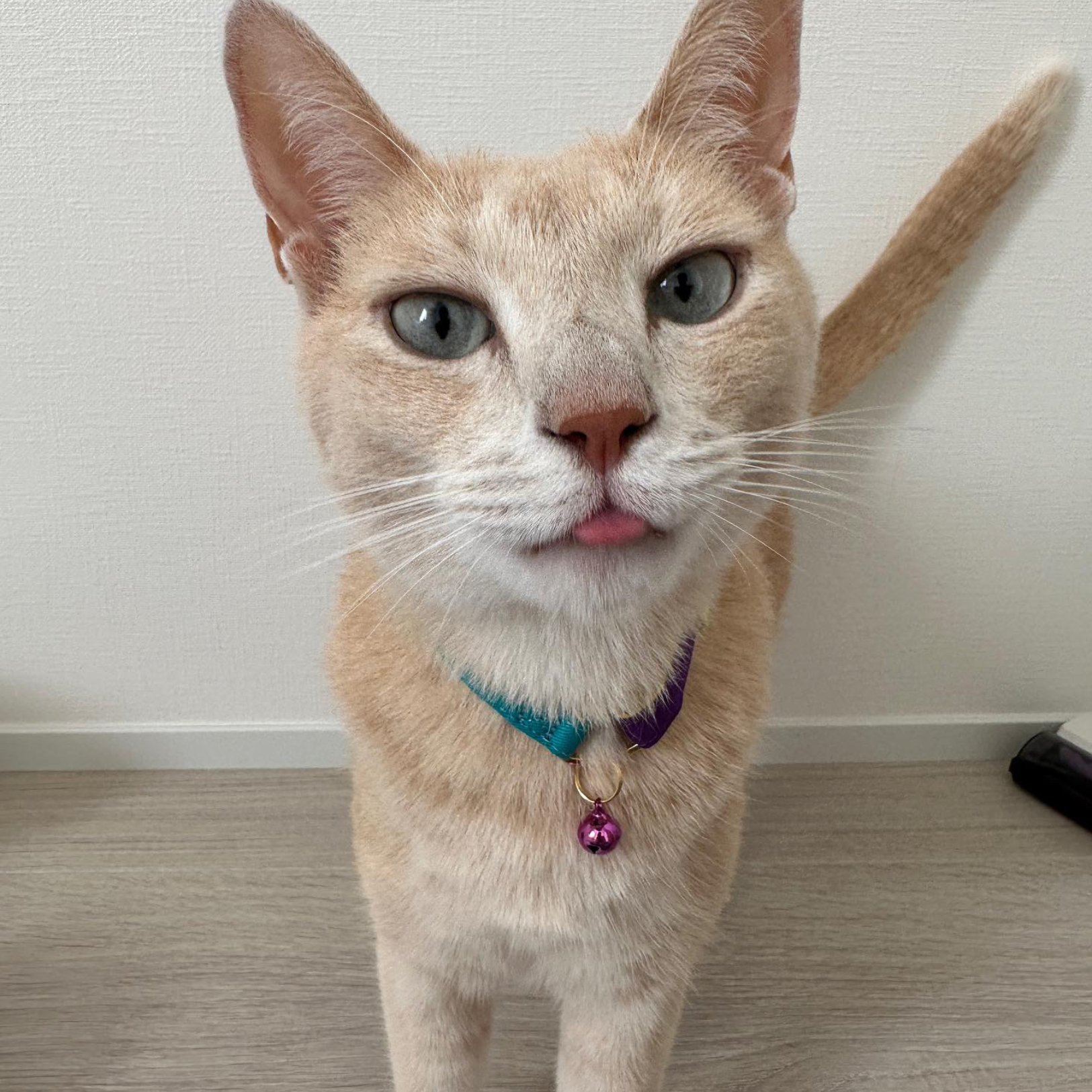 ＜猫壱＞ねこにやさしいVネック首輪  プレーン（エメラルドグリーン／パープル）　ねこ画像４