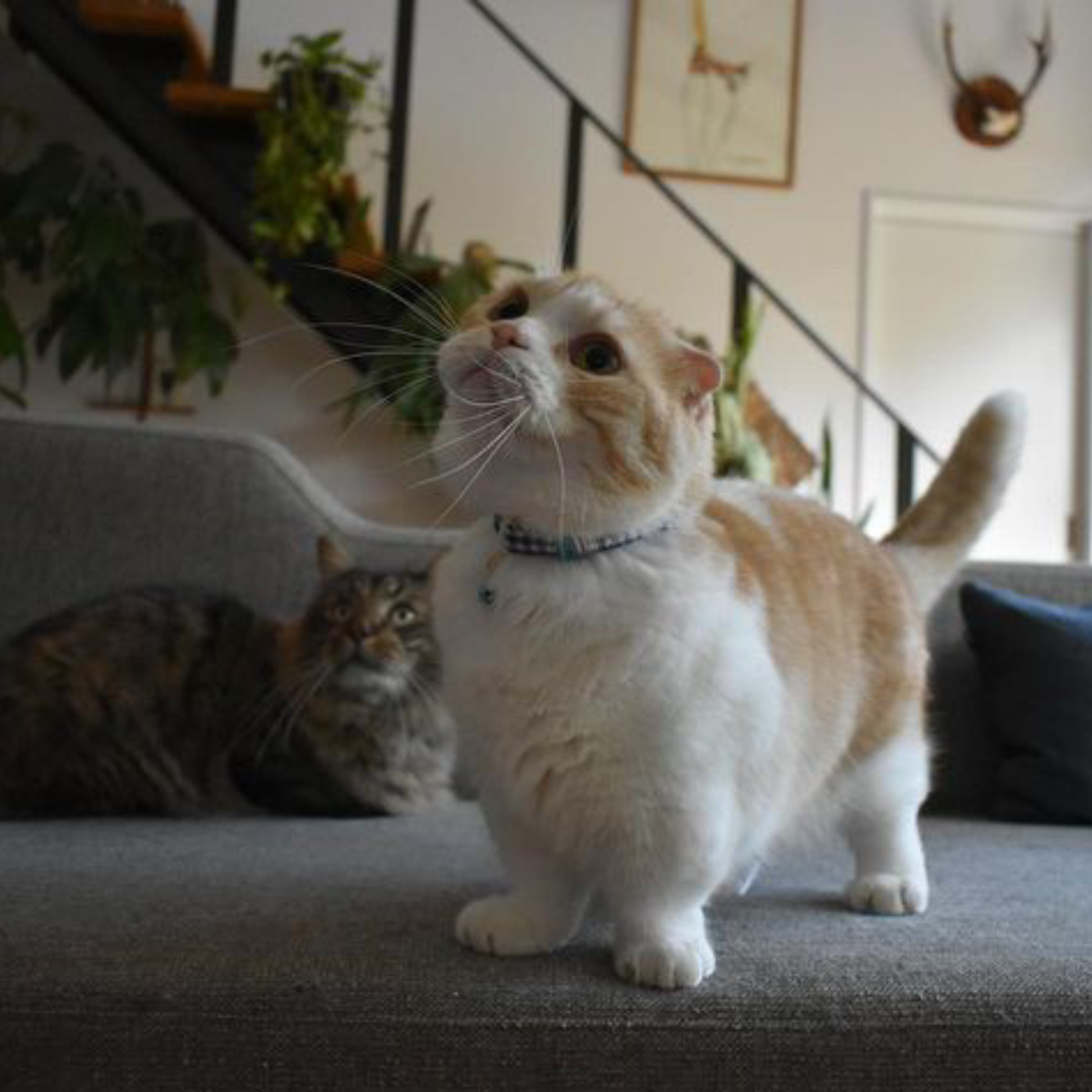 ＜猫壱＞ねこにやさしいVネック首輪 ギンガムチェック（レッド）　ねこ画像６