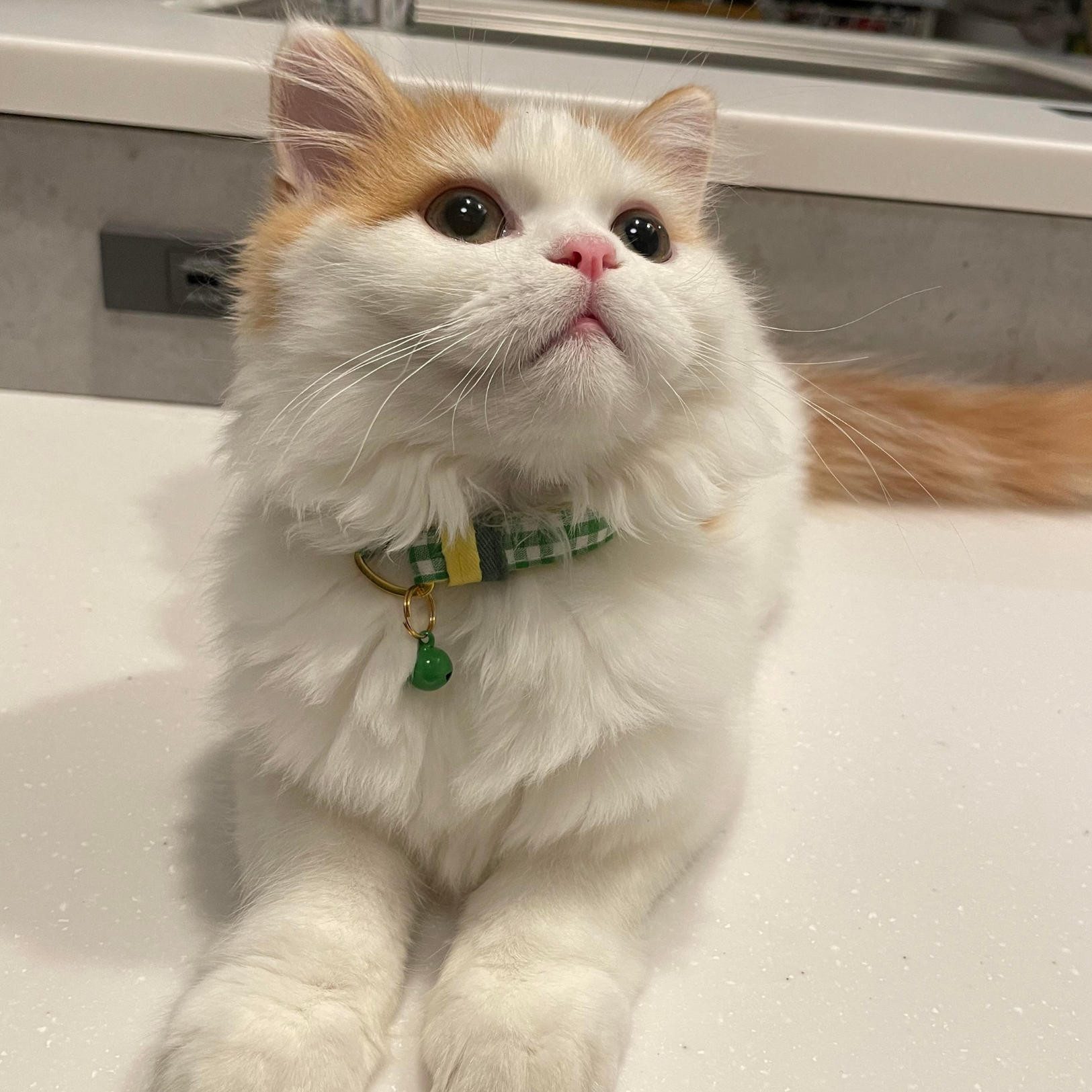 ＜猫壱＞ねこにやさしいVネック首輪 ギンガムチェック（レッド）　ねこ画像４